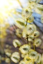 Beautiful pussy willow flowers branches. Beautiful spring flowering branches of willow in sunlight. Pussy willow branches Royalty Free Stock Photo