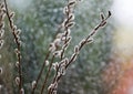 Beautiful willow flowers branches closeup photo