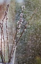 Beautiful willow flowers branches closeup photo