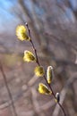 Beautiful pussy willow flowers branches. Easter holiday sunday