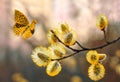 Beautiful pussy willow flowers branches. Easter palm sunday holiday. Amazing elegant artistic image nature in spring, willow Royalty Free Stock Photo