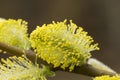 Beautiful willow flowers