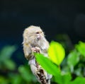 Beautiful Pygmy Marmoset or Dwarf Monkey