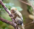 Beautiful Pygmy Marmoset or Dwarf Monkey