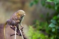 Beautiful Pygmy Marmoset or Dwarf Monkey sitting on a branch