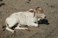 Beautiful Pygmy Zebu Cow Close Up Stock Photo Royalty Free Stock Photo