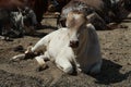 Beautiful Pygmy Zebu Cow Close Up Stock Photo