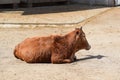Beautiful Pygmy Zebu Cow Closeup on Sun Stock Photo Royalty Free Stock Photo