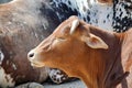 Beautiful Pygmy Zebu Cow Closeup on Sun Stock Photo