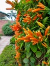 Beautiful Pyrostegia Venusta also commonly known as Flamevine or Orange Trumpetvine blooming Royalty Free Stock Photo