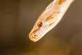 Beautiful Python molurus albina on tree branch