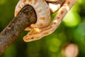 Beautiful Python molurus albina on tree branch