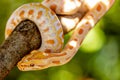 Beautiful Python molurus albina on tree branch