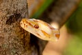 Beautiful Python molurus albina on tree branch