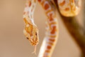 Beautiful Python molurus albina on tree branch