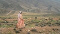 Beautiful Qashqai nomadic woman walking in meadow, Shiraz, Iran