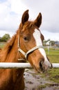 Beautiful quarter horse foal Royalty Free Stock Photo