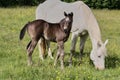 Beautiful Quarter Horse foal with mother mare on a sunny day in a meadow in Skaraborg Sweden Royalty Free Stock Photo