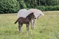 Beautiful Quarter Horse foal with mother mare on a sunny day in a meadow in Skaraborg Sweden Royalty Free Stock Photo