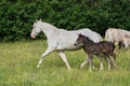 Beautiful Quarter Horse foal with mother mare on a sunny day in a meadow in Skaraborg Sweden Royalty Free Stock Photo