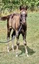 Beautiful Quarter Horse foal on a sunny day in a meadow in Skaraborg Sweden