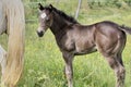 Beautiful Quarter Horse foal on a sunny day in a meadow in Skaraborg Sweden