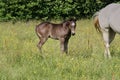 Beautiful Quarter Horse foal on a sunny day in a meadow in Skaraborg Sweden