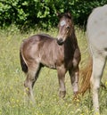 Beautiful Quarter Horse foal on a sunny day in a meadow in Skaraborg Sweden Royalty Free Stock Photo