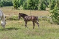 Beautiful Quarter Horse foal on a sunny day in a meadow in Skaraborg Sweden