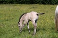 Beautiful Quarter Horse foal on a sunny day in a meadow in Skaraborg Sweden Royalty Free Stock Photo