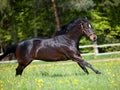 Beautiful Quarter horse gallop on summer light meadow frontal