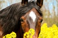 A beautiful quarter horse head portrait in the rape seed field