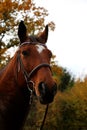 A beautiful quarter horse head portrait with a tranny in front of an autumn forest