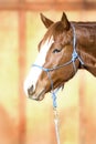 Beautiful Quarter Horse wearing a Rope Halter Royalty Free Stock Photo