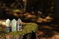 Beautiful quartz crystals on green moss in forest. Space for text Royalty Free Stock Photo