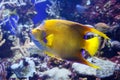 Beautiful Queen Angelfish Holacanthus ciliaris, shot close up