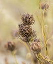 A beautiful Queen Annes Lace seed pod in early autumn.