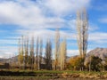 Beautiful and quiet farm with tall poplar trees in spring Royalty Free Stock Photo