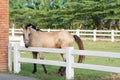 Beautiful, quiet, white horse waits in paddock