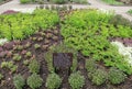 Beautiful `Quilted Garden` a focal point, Cleveland Botanical Gardens, Ohio, 2016 Royalty Free Stock Photo