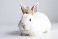 Beautiful Rabbit In Gold Crown On White Background. Generative AI