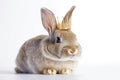 Beautiful Rabbit In Gold Crown On White Background. Generative AI Royalty Free Stock Photo