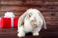 Rabbit with red gift box Royalty Free Stock Photo