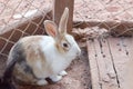 Beautiful Rabbit select focus,Colorful Rabbit,Close-up Brown rabbits are in the cage.. Royalty Free Stock Photo