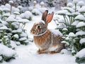 beautiful rabbit in the snow