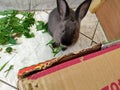 Beautiful rabbits eating in living in captivity