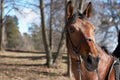 Beautiful race horse Royalty Free Stock Photo