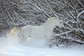 Beautiful white horse runs gallop in winter farm Royalty Free Stock Photo