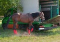 Beautiful race horse tied to the truck