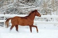 Beautiful sports horse walks in winter farm Royalty Free Stock Photo